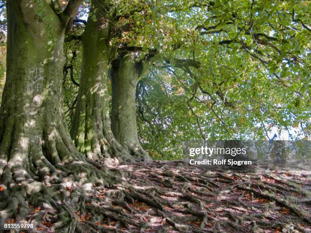 Tree Root Complex 486 Plant Root System Stock Photos, High-Res Pictures, and Images ...