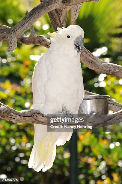 sulphur-crested cockatoo, cacatua galerita.  - cacatua bird stock pictures, royalty-free photos & images