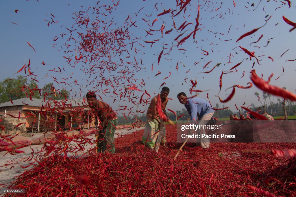 A sea of red chili peppers surround laborers in the Bogra...