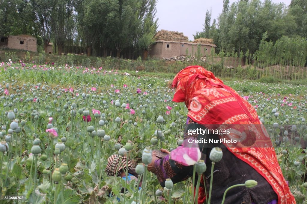 Harvest opium in Afghanistan