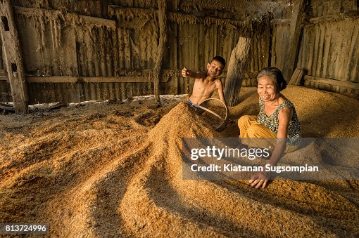 Golden Rice In India The Story Of Golden Rice In India – PKEXHM