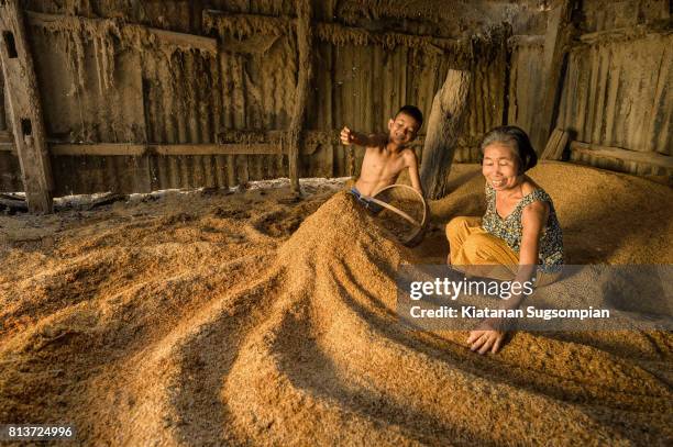 golden rices - harvesting rice stock pictures, royalty-free photos & images