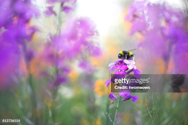 purple colours summer flowers and honey bee. - honey bee and flower stock pictures, royalty-free photos & images