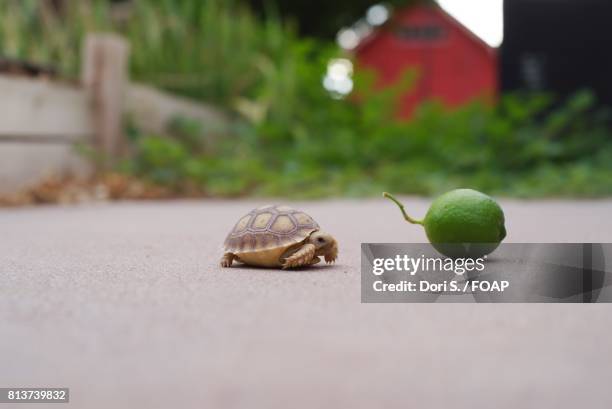 tortoise walking towards lemon - turtle shell side view stock pictures, royalty-free photos & images