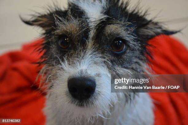 close-up of puppy looking at camera - hannie van baarle stock pictures, royalty-free photos & images