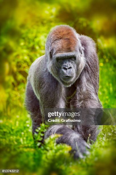 western lowland gorilla standing and looking in rainforest - rwanda stock pictures, royalty-free photos & images