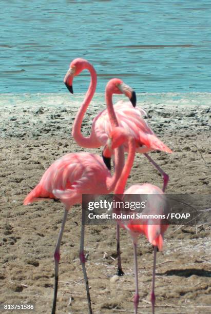 flamingoes on coastline - greater flamingo stock pictures, royalty-free photos & images