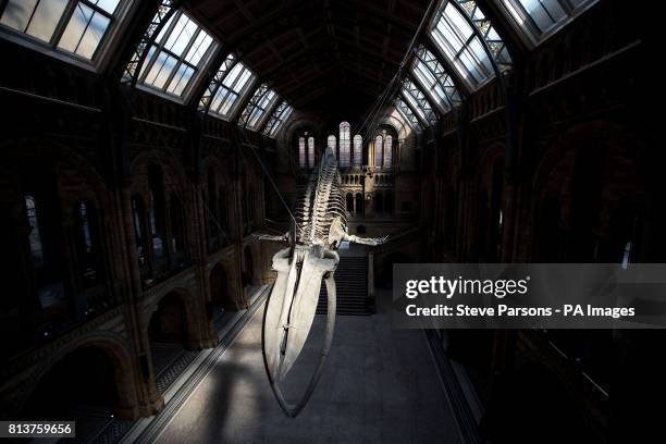 Blue whale skeleton goes on display in Hintze Hall at the Natural History Museum in London, replacing Dippy the Diplodocus which will be going on a...
