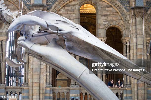 Blue whale skeleton goes on display in Hintze Hall at the Natural History Museum in London, replacing Dippy the Diplodocus which will be going on a...