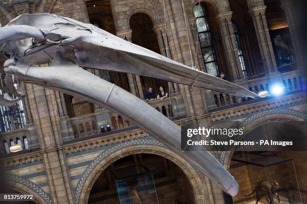Blue whale skeleton goes on display in Hintze Hall at the Natural History Museum in London, replacing Dippy the Diplodocus which will be going on a...