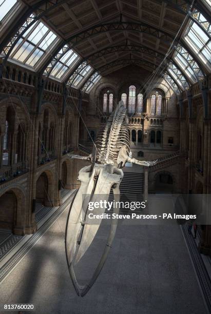 Blue whale skeleton goes on display in Hintze Hall at the Natural History Museum in London, replacing Dippy the Diplodocus which will be going on a...