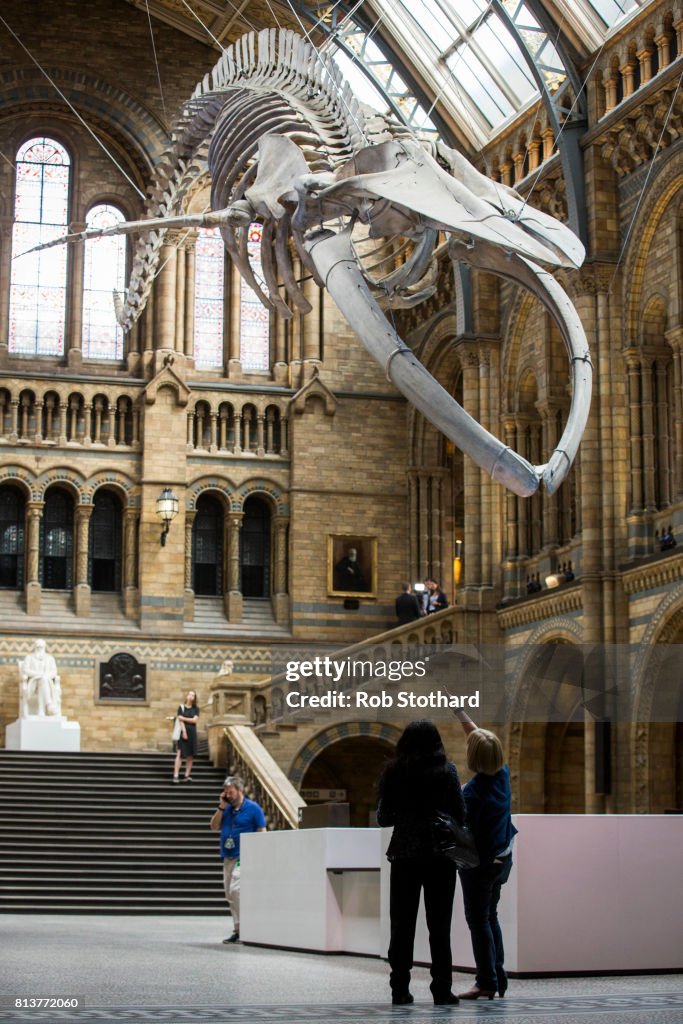 Blue Whale Skeleton Replaces Dippy The Diplodocus At The Natural History Museum