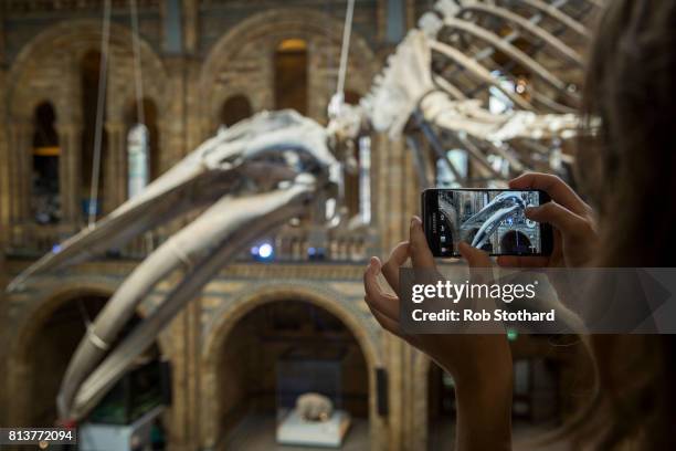 Blue whale skeleton forms the main exhibit at the Natural History Museum on July 13, 2017 in London, England. The 126-year-old skeleton, named...