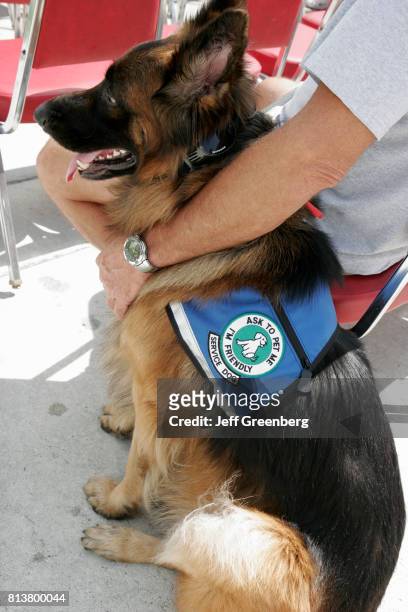 German Shepherd service dog at the Memorial Day Service outside Police Headquarters at Miami Beach.