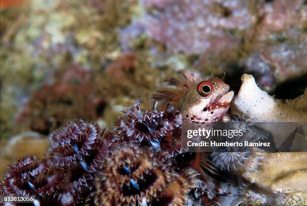 redeye blenny and christmas tree. - christmas tree worm stock pictures, royalty-free photos & images