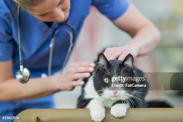 checking fur - animal hospital stock pictures, royalty-free photos & images