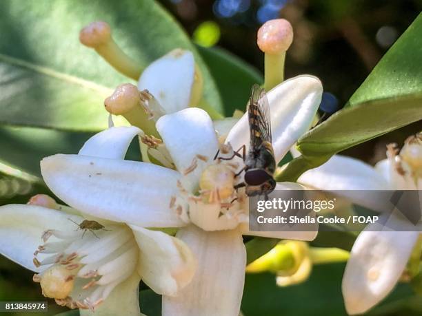 bee gathering nectar on orange blossom - whyalla stock pictures, royalty-free photos & images