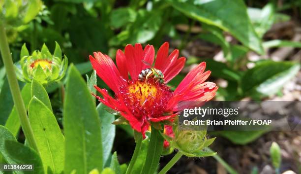 green bee on red flower - midlothian illinois stock-fotos und bilder