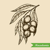 Macadamia nut branch. Hand drawn engraved vector sketch illustration. Vector illustration