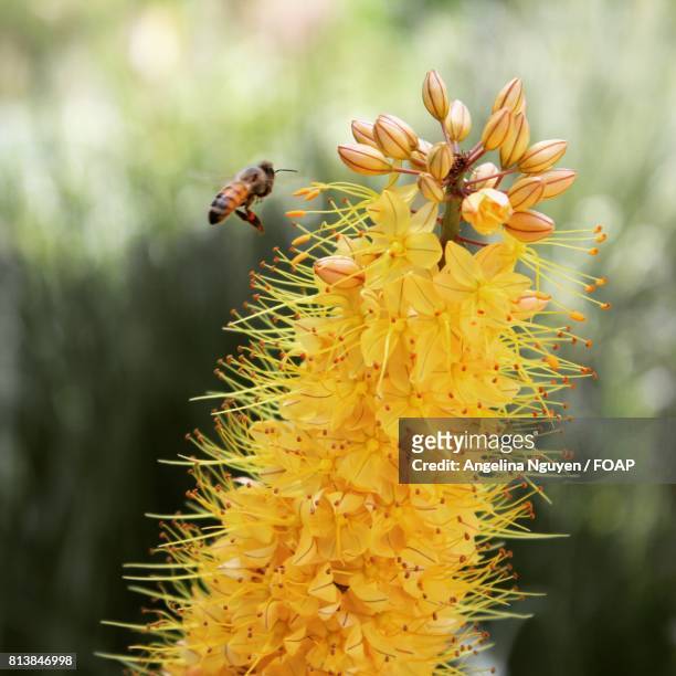 honeybee hovering near yellow flower - bee nguyen stock pictures, royalty-free photos & images