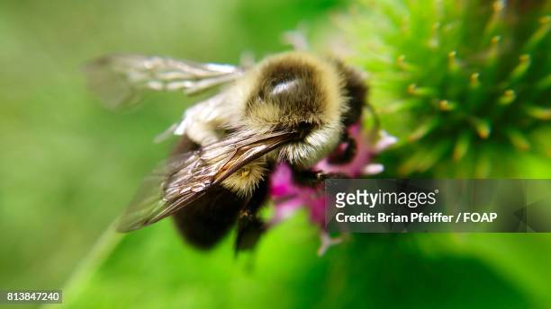 high angle view of bumblebee - midlothian illinois stock-fotos und bilder