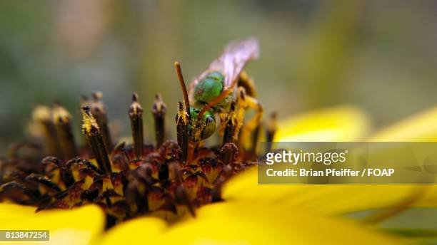 bee on yellow flower - midlothian illinois stock-fotos und bilder