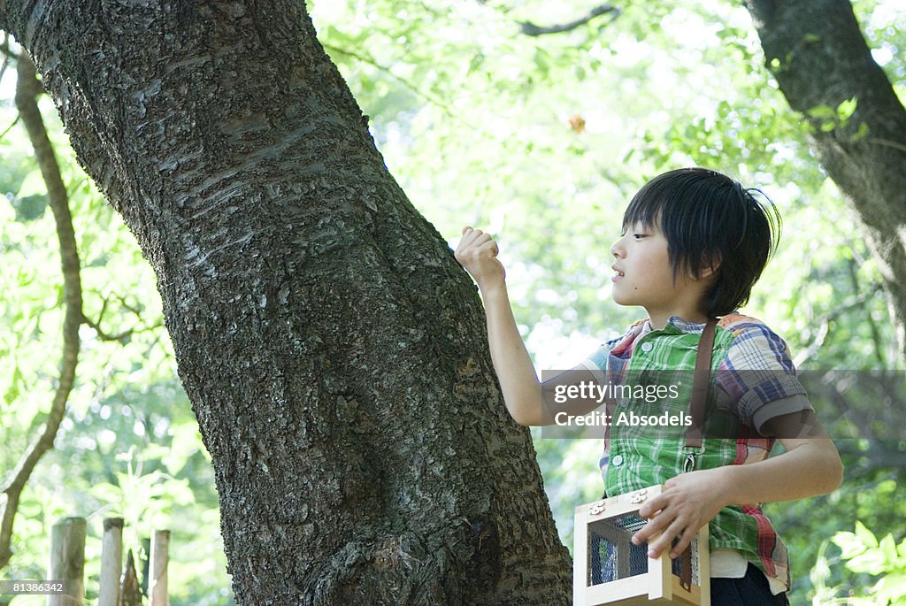 Boy holding insect cage, looking at tree trunk