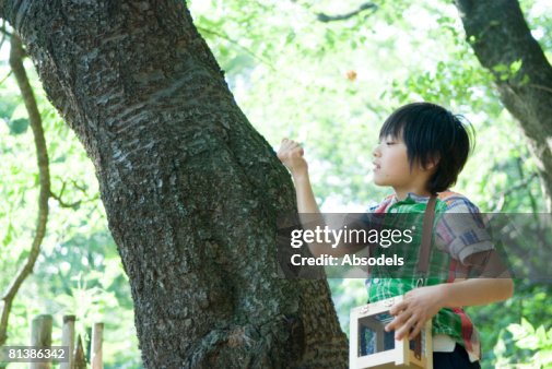 Boy holding insect cage, looking at tree trunk Boy holding insect cage, looking at tree trunk