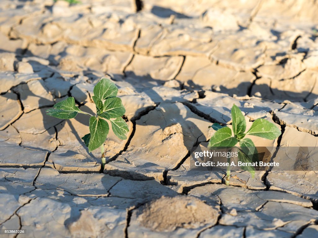 Small sunflower sprouts coming up from the earth, With cracks for the drought, Spain