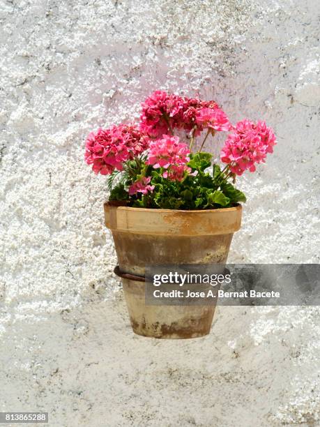 one flower pot (geranium), hanging on a white wall background illuminated by sunlight - geranie stock-fotos und bilder