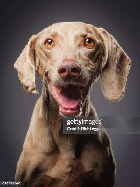 purebred black weimaraner dog - smiling brown dog stock pictures, royalty-free photos & images