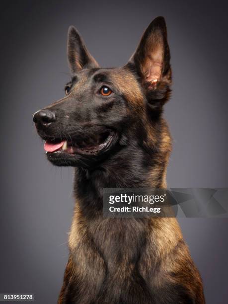 cane malinois belga di razza - cane pelo nero foto e immagini stock