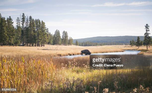 bison in yellowstone - amerikaanse bizon stockfoto's en -beelden