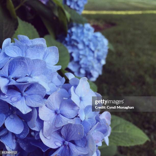 hydrangea - innere ruhe und blau stock-fotos und bilder