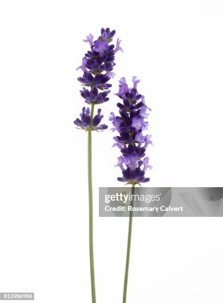 two fragrant lavender stems together on white. - lavendelfarbig stock-fotos und bilder