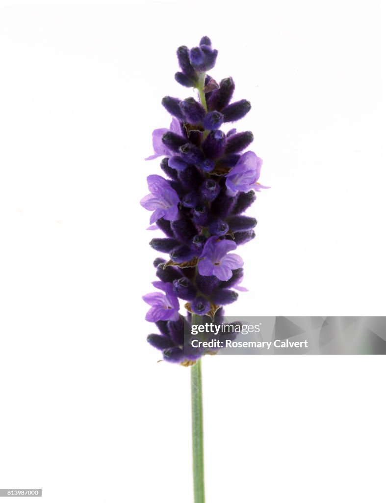 Fragrant lavender florets in close-up on white.