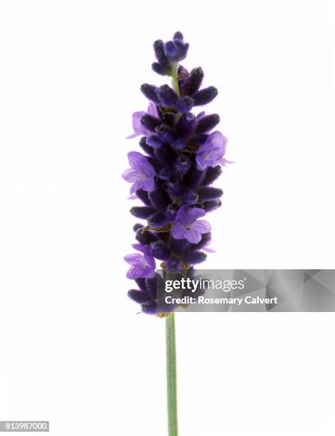 fragrant lavender florets in close-up on white. - lavender stock pictures, royalty-free photos & images