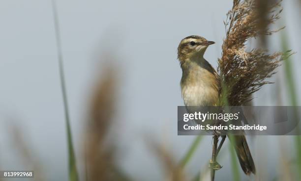 a sedge warbler (acrocephalus schoenobaenus) perched on a reed. - sedge warbler stock pictures, royalty-free photos & images