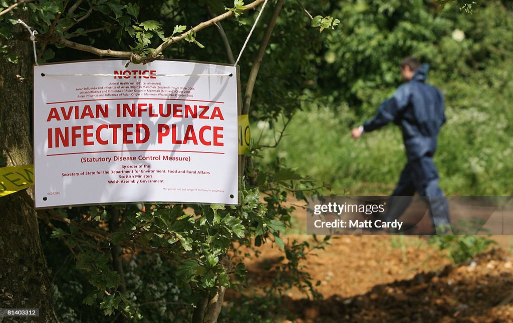 Chickens Test Positive For The H7 Strain Of Bird Flu