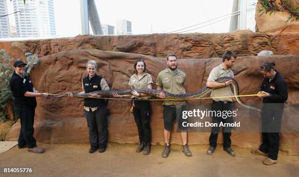 Python Australia Gaint Scrub Python Photos and Premium High Res Pictures - Getty Images