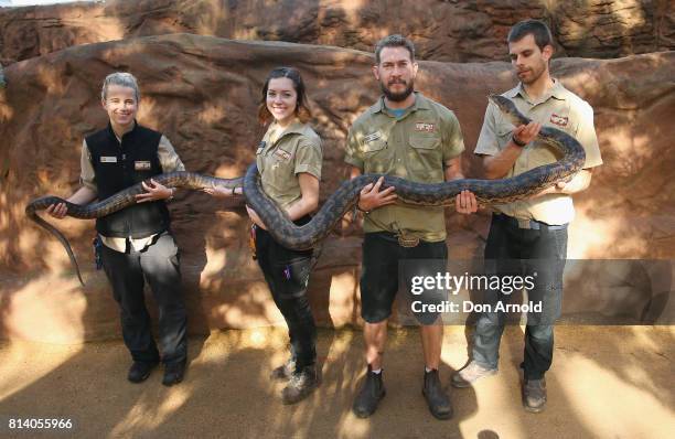 Python Australia Gaint Scrub Python Photos and Premium High Res Pictures - Getty Images