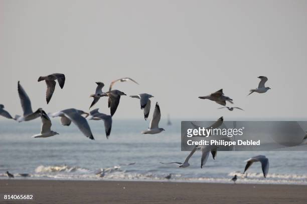 belgium, west flanders, de haan, seagulls flying on beach - beach of ostende foto e immagini stock