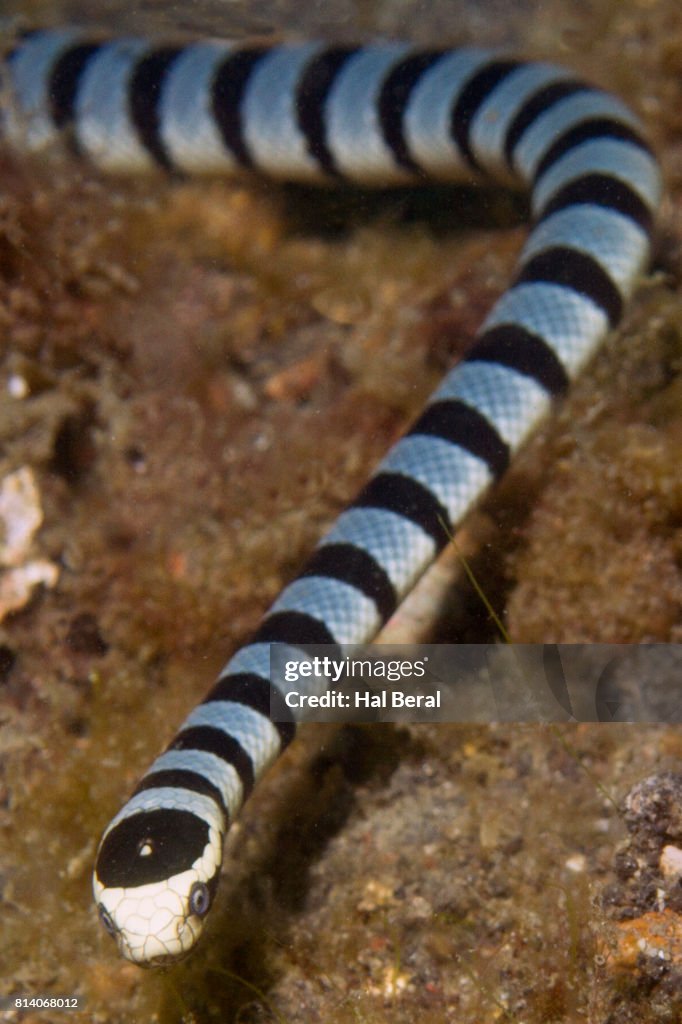 Banded Sea Krait