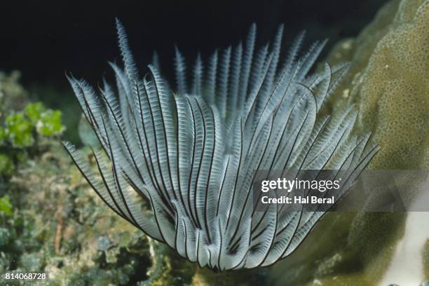 feathr duster worm - feather duster worm stock pictures, royalty-free photos & images