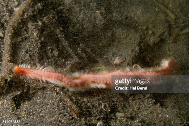 Orange Fireworm 158 Fire Worms Stock Photos, High-Res Pictures, and Images - Getty Images