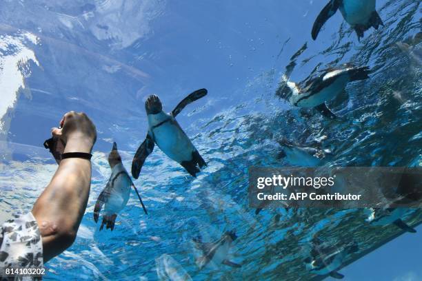 Visitor takes a picture of African penguins swimming in a water tank at an aquarium in Tokyo on July 14, 2017. Tokyo's Sunshine aquarium re-opened on...