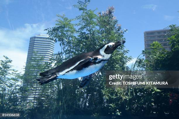 An African penguin swims in a water tank at an aquarium in Tokyo on July 14, 2017. - Tokyo's Sunshine aquarium re-opened on July 12, 2017 with a new...