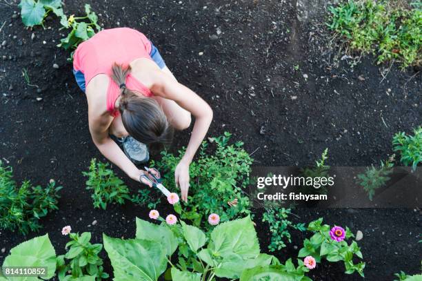 trimming zinnias - zinnia stock pictures, royalty-free photos & images