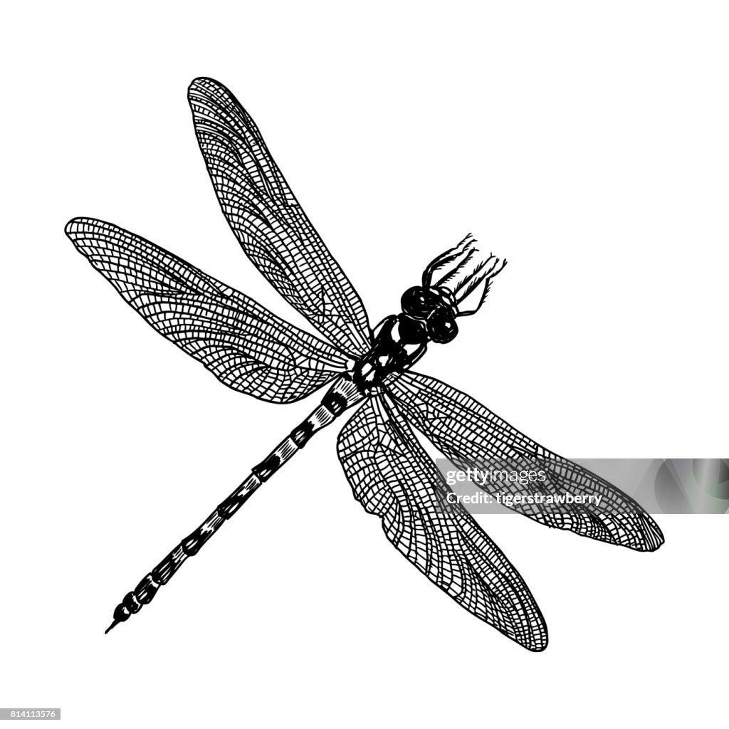 Hatching Drawing Insect Insect Stipple Drawing Isolated Dragonfly And Bug In Trendy Embroidery ...