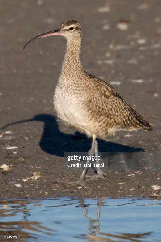 Whimbrel